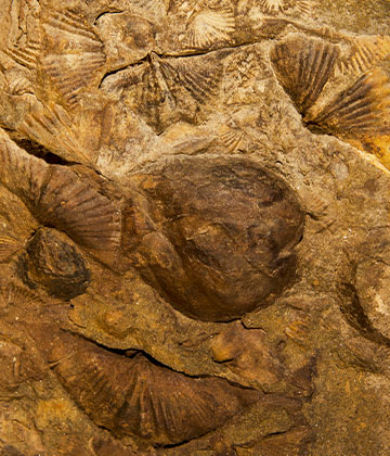 Brachiopods