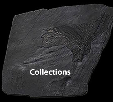 Fossil Collection