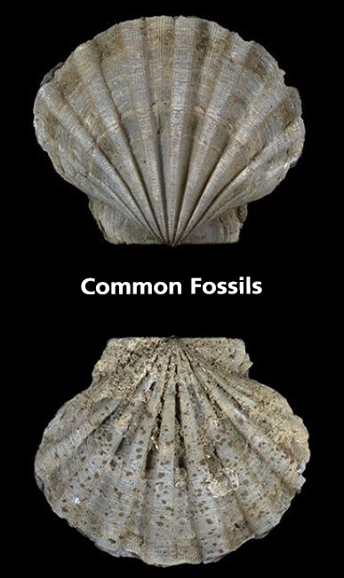 Common Fossils in Virginia