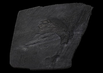 Trace Fossil