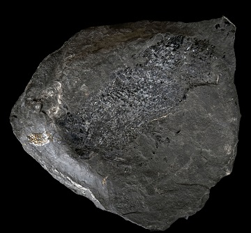Trace Fossil