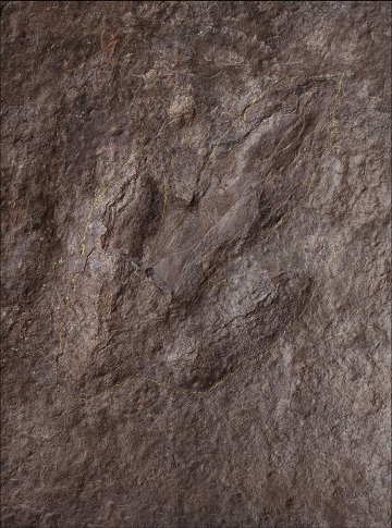 Trace Fossil