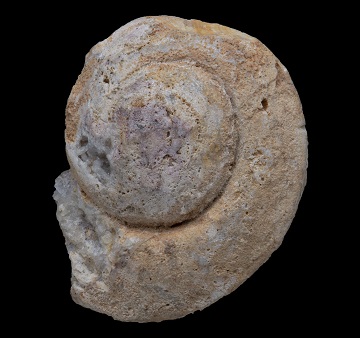 Gastropod