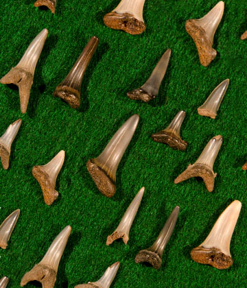  Shark Teeth