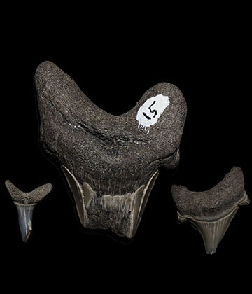 Shark Teeth