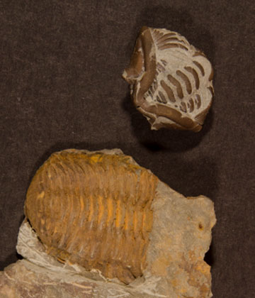 Trilobites