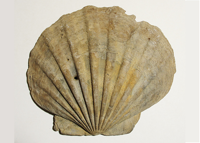 Virginia Energy - Geology and Mineral Resources - Fossils of Virginia