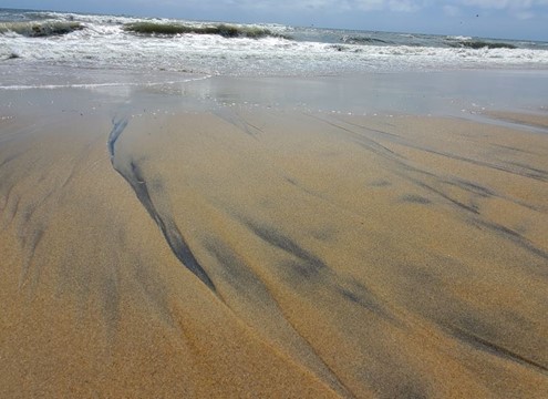 Heavy minerals (dark areas in center of photo) concentrated by wave action on Virginia Beach; location has historically received offshore sand for nourishment
