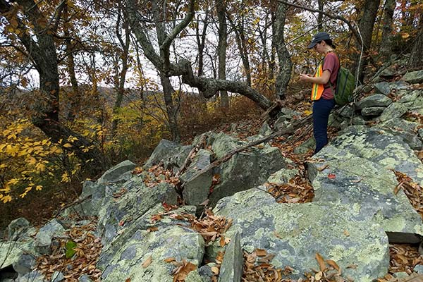 Geologist working